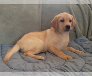 Labrador Retriever Puppy for sale in CALIENTE, CA, USA