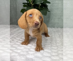 Dachshund Puppy for sale in FRANKLIN, IN, USA