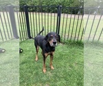 Small #3 Labrador Retriever-Treeing Walker Coonhound Mix