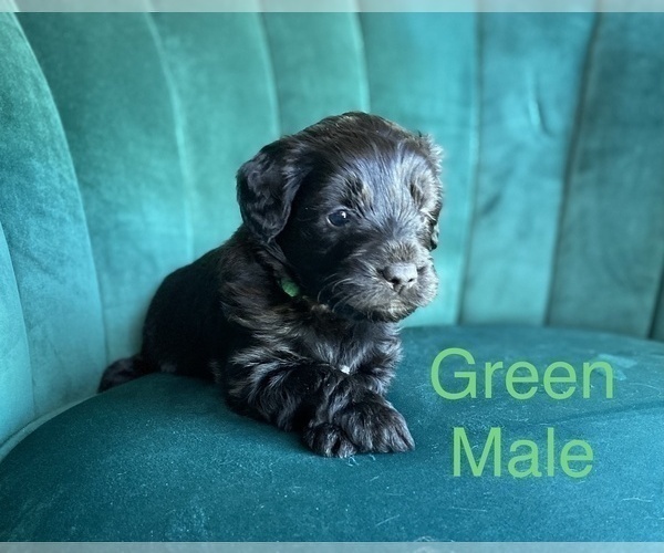 Medium Photo #2 Aussiedoodle Miniature  Puppy For Sale in PURDON, TX, USA