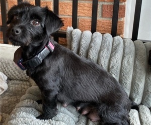 Mother of the YorkiePoo puppies born on 05/06/2025