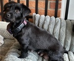 Small Photo #1 YorkiePoo Puppy For Sale in FLORENCE, SC, USA