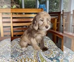 Lilly - Female Labradoodle Puppy for Sale - Photo #3