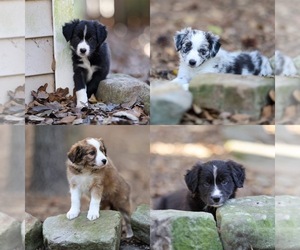 Border Collie Puppy for sale in SUMMERVILLE, SC, USA