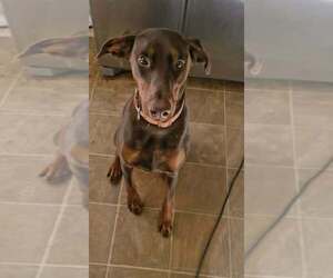 Mother of the Doberman Pinscher puppies born on 04/25/2026