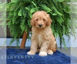Small #3 Cavapoo