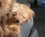 Small Photo #1 Yorkshire Terrier Puppy For Sale in NEW YORK, NY, USA