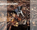 Puppy Tulip Australian Cattle Dog