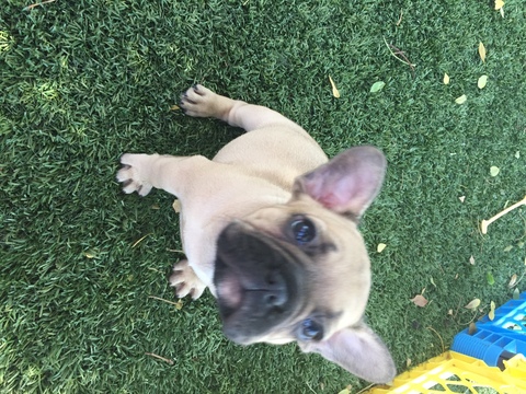 View Ad: French Bulldog Litter of Puppies for Sale near ...