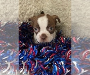 Boston Terrier Puppy for sale in CRKD RVR RNCH, OR, USA