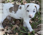 Small #2 Australian Shepherd-Great Dane Mix