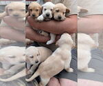 Small #9 Labrador Retriever