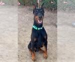 Small #1 Doberman Pinscher