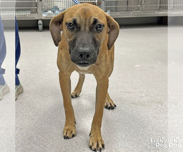 Medium Photo #3 Feist Terrier-Labrador Retriever Mix Puppy For Sale in Washington, DC, USA