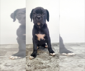 Medium Cane Corso