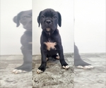 Puppy Puppy 1 Cane Corso