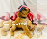 Puppy Comet Golden Irish