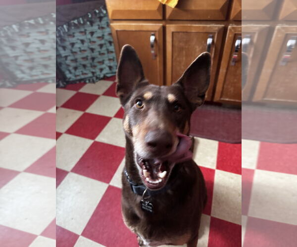 Medium Photo #1 Doberman Pinscher-Unknown Mix Puppy For Sale in Fort Collins, CO, USA