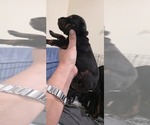 Small Photo #1 Doberman Pinscher Puppy For Sale in WHEELING, IL, USA