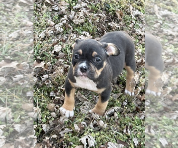 Medium Photo #23 American Bully Puppy For Sale in BOLIVAR, MO, USA