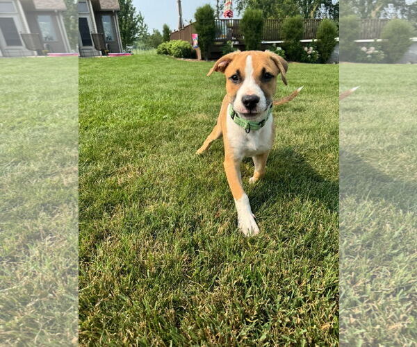 Medium Photo #5 Mutt Puppy For Sale in New London, WI, USA