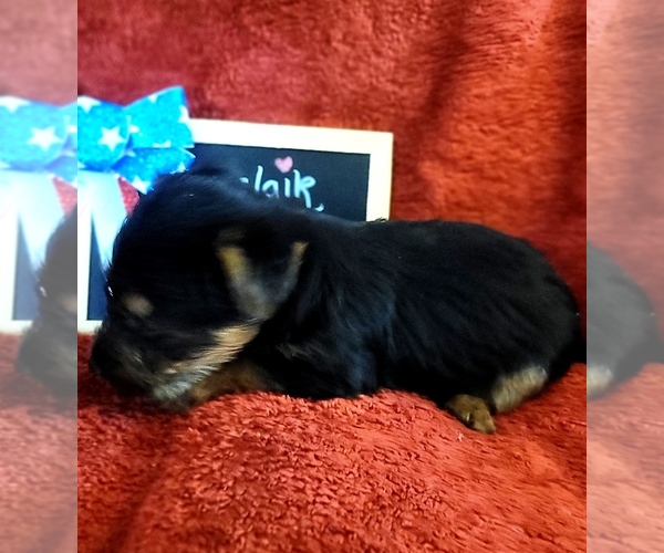 Medium Photo #20 Yorkshire Terrier Puppy For Sale in AKRON, OH, USA