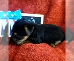 Small #8 Yorkshire Terrier