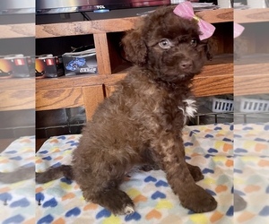 Shih-Poo Puppy for sale in VANCOUVER, WA, USA