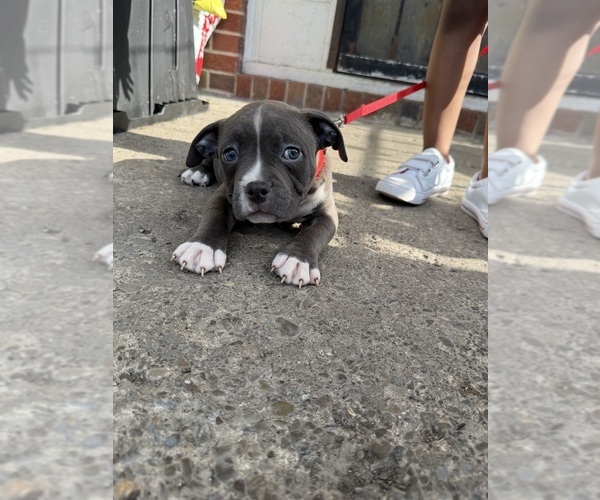 Medium Photo #3 American Bully Puppy For Sale in BUFFALO, NY, USA