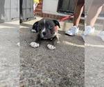 Small #2 American Bully