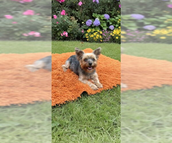 Medium Photo #2 Mutt Puppy For Sale in Weston, FL, USA