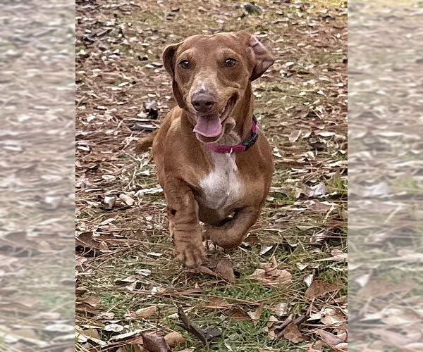 Medium Photo #3 Dachshund Puppy For Sale in Shelbyville, TN, USA