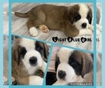 Puppy 3 Saint Bernard