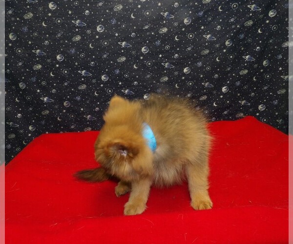 Medium Photo #4 Pomeranian Puppy For Sale in PATERSON, NJ, USA