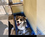 Small #1 Australian Shepherd-Collie Mix