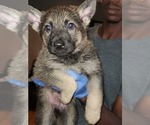 Small Photo #2 German Shepherd Dog Puppy For Sale in PINSON, AL, USA