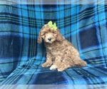 Small #6 Cavapoo