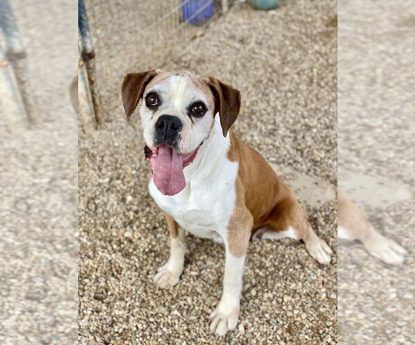 Medium Photo #3 Boxer Puppy For Sale in Austin, TX, USA
