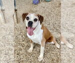 Small Photo #3 Boxer Puppy For Sale in Austin, TX, USA