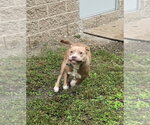 Small Photo #4 Mutt Puppy For Sale in Glen Allen, VA, USA