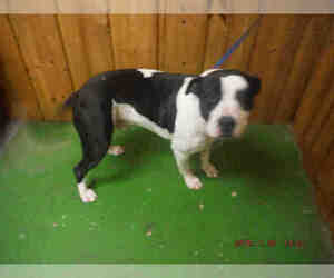 American Pit Bull Terrier-Unknown Mix Dogs for adoption in Ocala, FL, USA