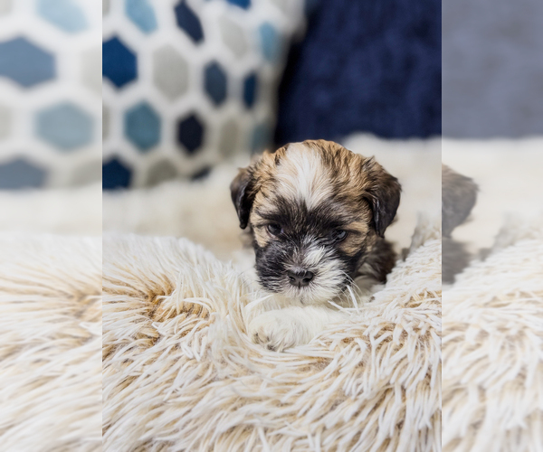 Medium Photo #10 Zuchon Puppy For Sale in CLERMONT, FL, USA