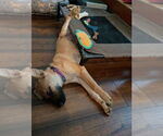 Small #1 German Shepherd Dog Mix
