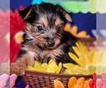 Small #19 Yorkshire Terrier