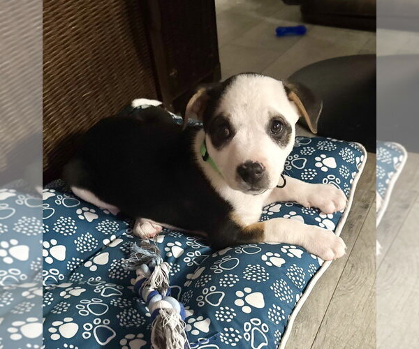 Medium Photo #13 Australian Shepherd-Unknown Mix Puppy For Sale in OKLAHOMA CITY, OK, USA