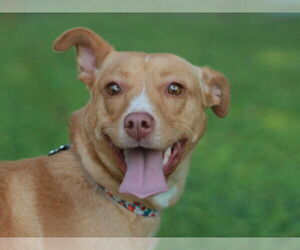 Feist Terrier-Unknown Mix Dogs for adoption in Cookeville, TN, USA