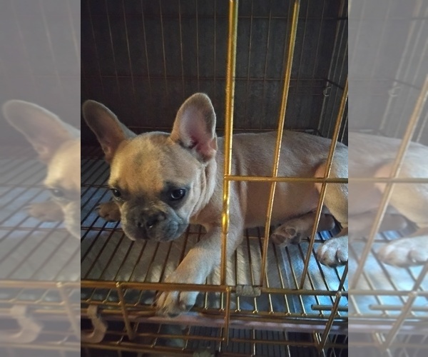 Medium Photo #1 French Bulldog Puppy For Sale in HUNTSVILLE, TX, USA