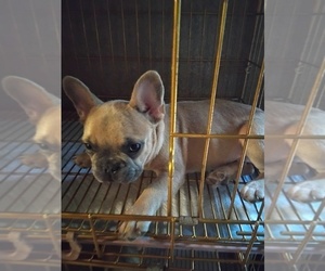 French Bulldog Puppy for Sale in HUNTSVILLE, Texas USA