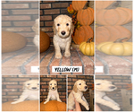 Puppy Yellow Goldendoodle (Miniature)