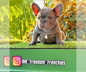French Bulldog Puppy for sale in GRAHAM, WA, USA